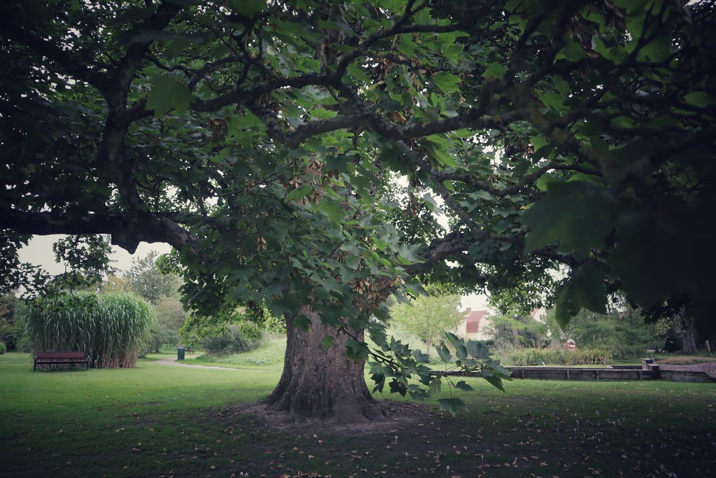 Beautiful tree canopy in Lund, Sweden - Original photo by AnnaLena Hållner: https://live.staticflickr.com/65535/53192854169_577b8e3c45_b.jpg